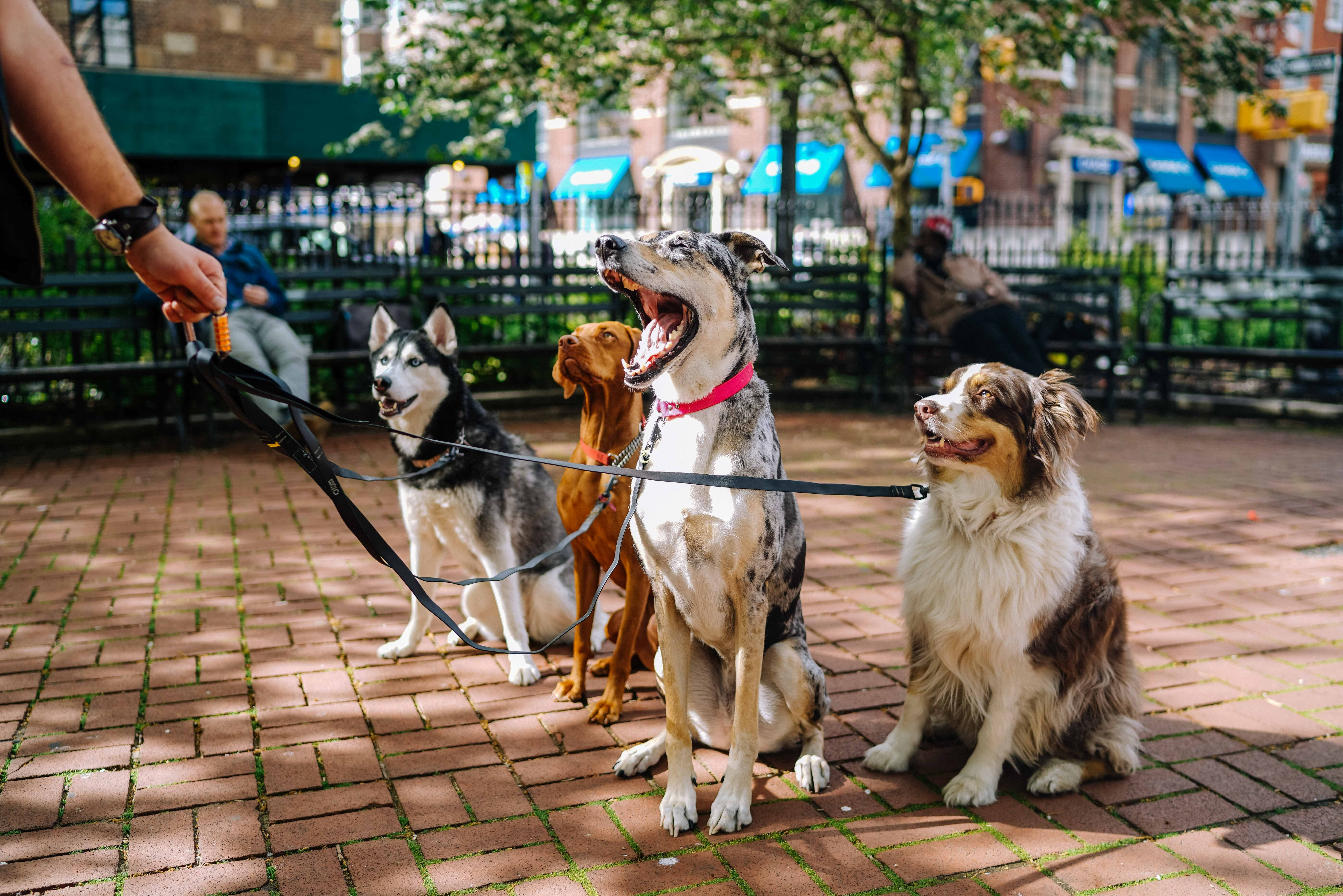 a group of dogs in a fenced area